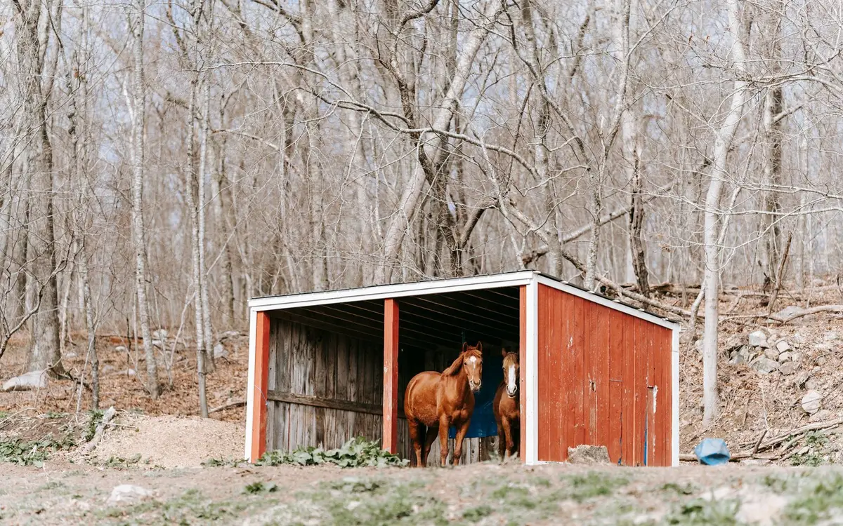 Horses sheltering in a red run-in shed